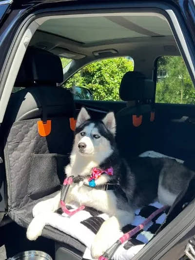 Husky au harnais rose couché sur le tapis de voiture pour chien Yzavo, à damier noir et blanc