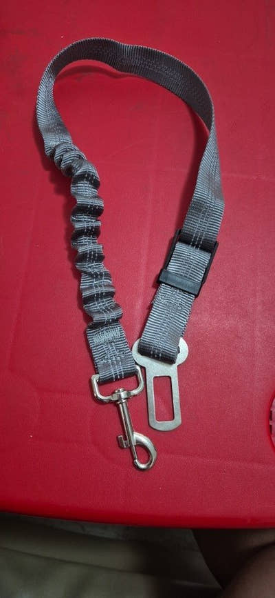 Ceinture pour chien grise sur un fond rouge
