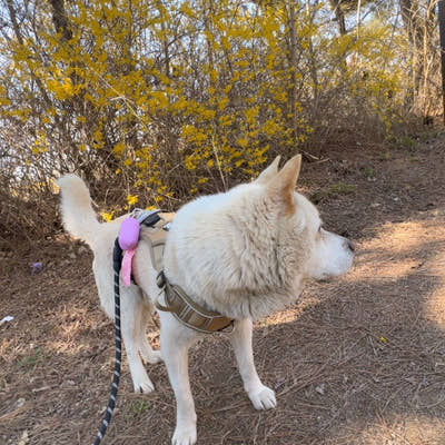 Photo d'un client, harnais anti-traction pour chien Yzavo
