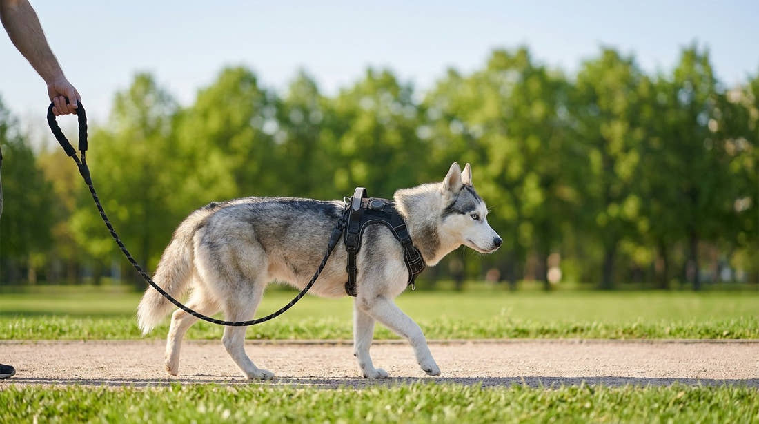 Husky en promenade tenu par une laisse en corde tressée clipsée sur son harnais anti-traction Yzavo, sur un chemin de parc