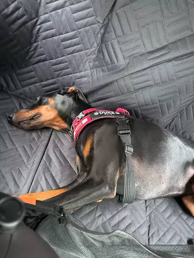 Dobermann noir et feu couché sur la housse de protection de voiture pour chien Yzavo, à l'arrière d'une voiture