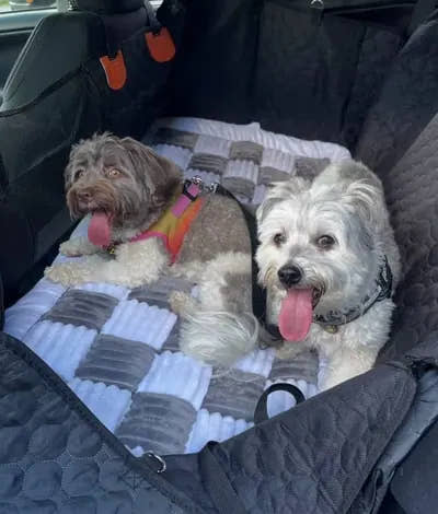 Deux petits chiens assis côte à côte sur le tapis de voiture pour chien Yzavo, à damier gris et blanc