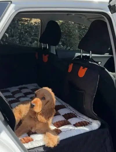 Chien roux à poil long couché sur le tapis de voiture pour chien Yzavo, portière arrière ouverte