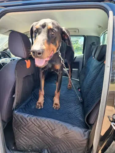 Dobermann debout sur la housse de protection de voiture pour chien Yzavo, qui couvre toute la banquette arrière