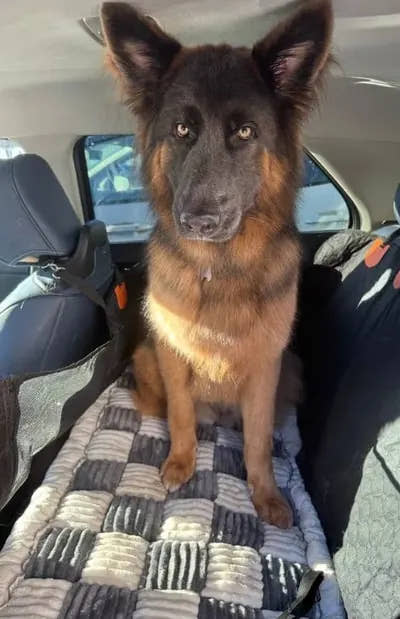 Berger allemand assis bien droit sur le tapis de voiture pour chien Yzavo