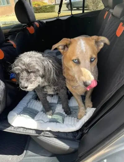 Deux chiens assis côte à côte sur le tapis de voiture pour chien Yzavo