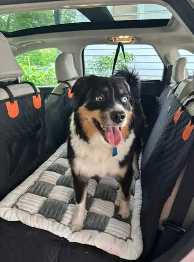 Berger australien tricolore assis sur le tapis de voiture pour chien Yzavo, banquette arrière et toit ouvrant