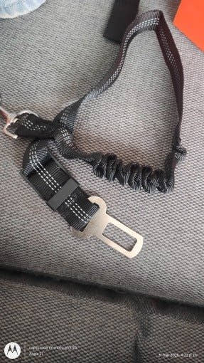 Ceinture pour chien noire posée sur un siège