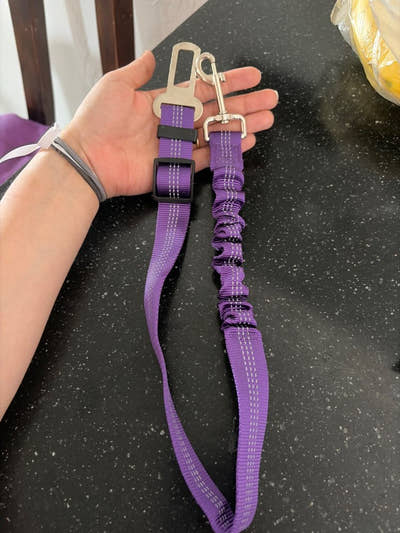 Ceinture pour chien violette tenue à la main
