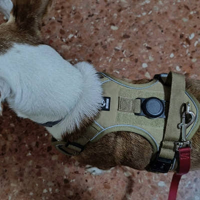 Photo d'un client, harnais anti-traction pour chien Yzavo