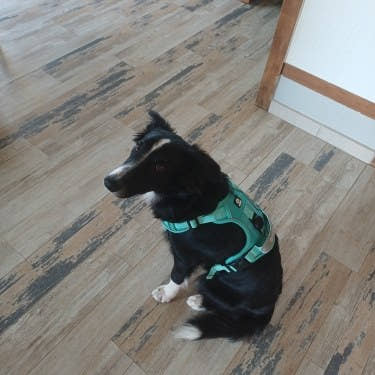 Photo d'un client, harnais anti-traction pour chien Yzavo