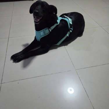 Photo d'un client, harnais anti-traction pour chien Yzavo