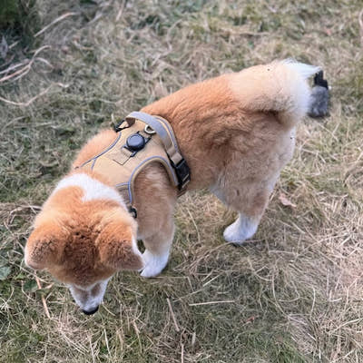 Photo d'un client, harnais anti-traction pour chien Yzavo