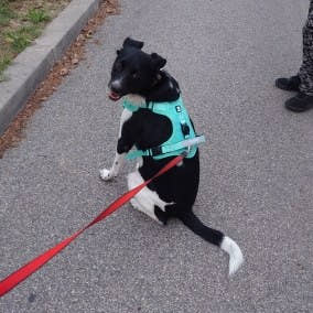 Photo d'un client, harnais anti-traction pour chien Yzavo