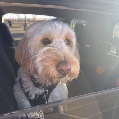 Chien à poil long installé à l'arrière de la voiture, la tête près de la vitre