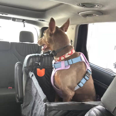Chienne au harnais rose assise dans le panier de voiture sur la banquette arrière
