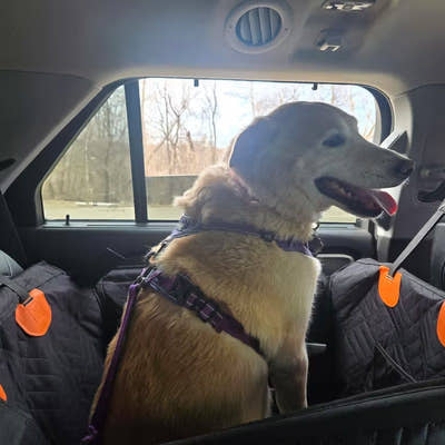 Chien regardant par la vitre, installé dans le panier de voiture à l'arrière d'un SUV