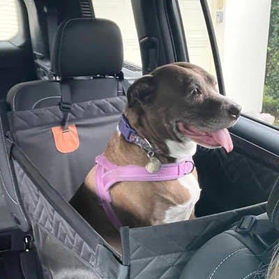 Petite chienne au harnais rose assise dans le panier de voiture, au soleil