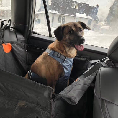 Chien de taille moyenne bien maintenu dans le panier de voiture sur la banquette arrière