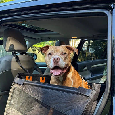 Chienne souriante dans le panier de voiture, portière arrière ouverte