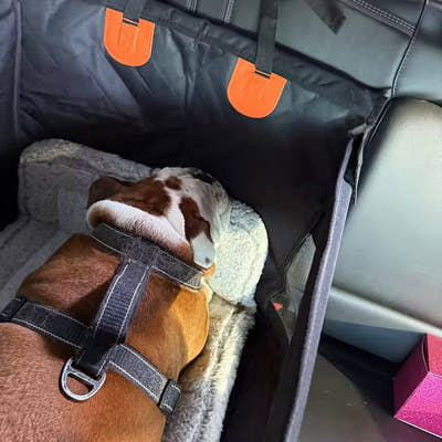 Chien allongé sur un coussin au fond du panier de voiture
