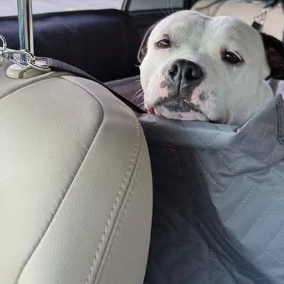 Bouledogue anglais détendu dans le panier de voiture, derrière le siège passager