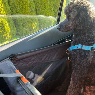 Caniche installé dans le panier de voiture, regardant par la fenêtre