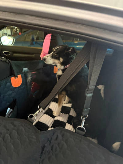 Chienne attachée à sa ceinture, installée sur un tapis damier à l'arrière