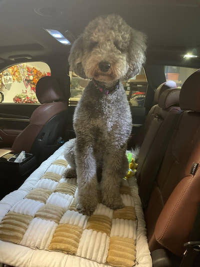 Caniche assis sur un tapis damier sur la banquette arrière