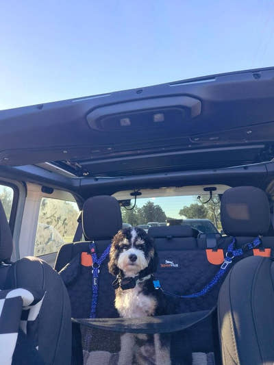 Chien à poil bouclé installé à l'arrière d'un véhicule tout-terrain