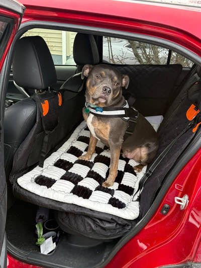 Chien assis sur un tapis damier sur la banquette arrière d'une voiture