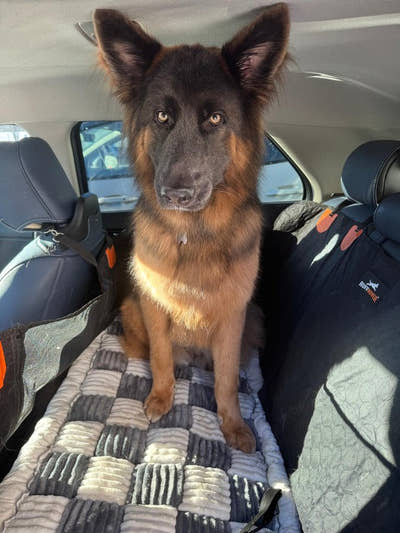 Berger allemand assis sur un tapis damier à l'arrière de la voiture