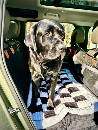 Grand chien installé sur un tapis damier sur la banquette arrière