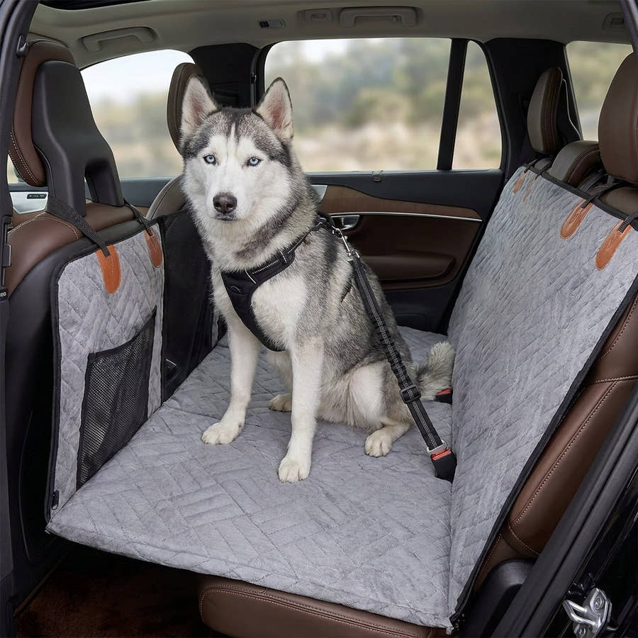 Husky assis sur la banquette arrière, attaché par la ceinture Yzavo