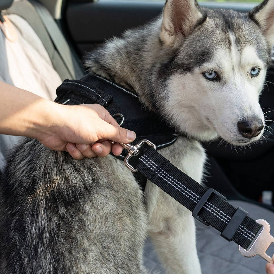 Mousqueton de la ceinture Yzavo accroché au harnais d'un husky