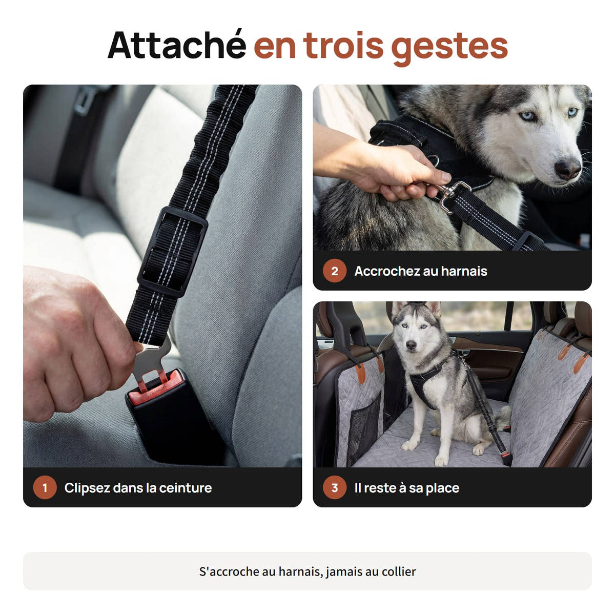 Clipser la ceinture pour chien dans la boucle, l'accrocher au harnais, le chien reste à sa place