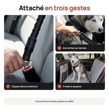 Clipser la ceinture pour chien dans la boucle, l'accrocher au harnais, le chien reste à sa place