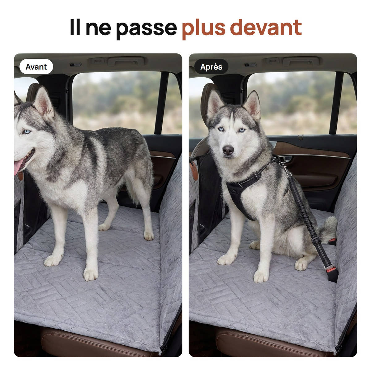 Husky libre qui passe vers l'avant, puis attaché à sa place par la ceinture Yzavo