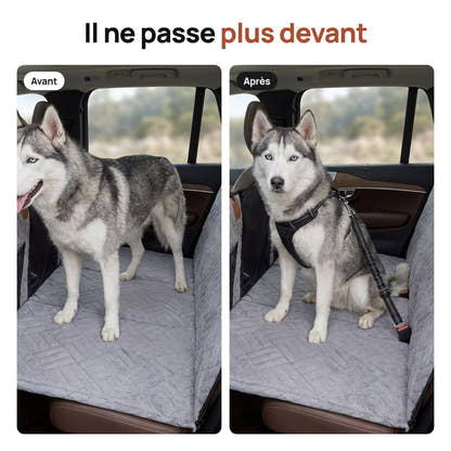 Husky libre qui passe vers l'avant, puis attaché à sa place par la ceinture Yzavo