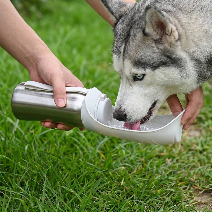 Husky qui boit dans l'abreuvoir de la gourde grand format Yzavo