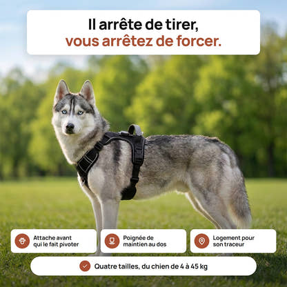 Husky portant le harnais anti-traction Yzavo noir dans une prairie verte, attache avant, poignee de maintien au dos et logement pour traceur