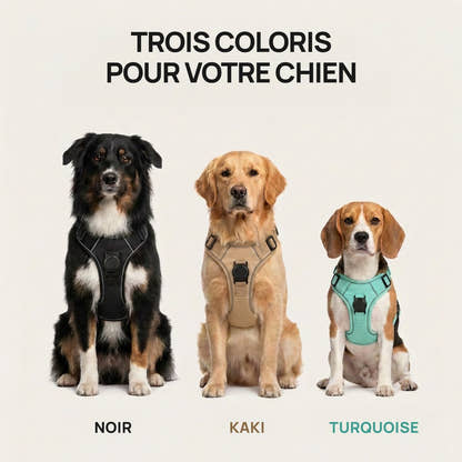 Trois chiens portant le harnais Yzavo en noir, en kaki et en turquoise