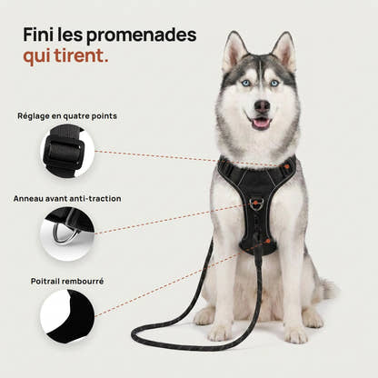 Détails du harnais Yzavo de face, réglage en quatre points, anneau avant et poitrail rembourré