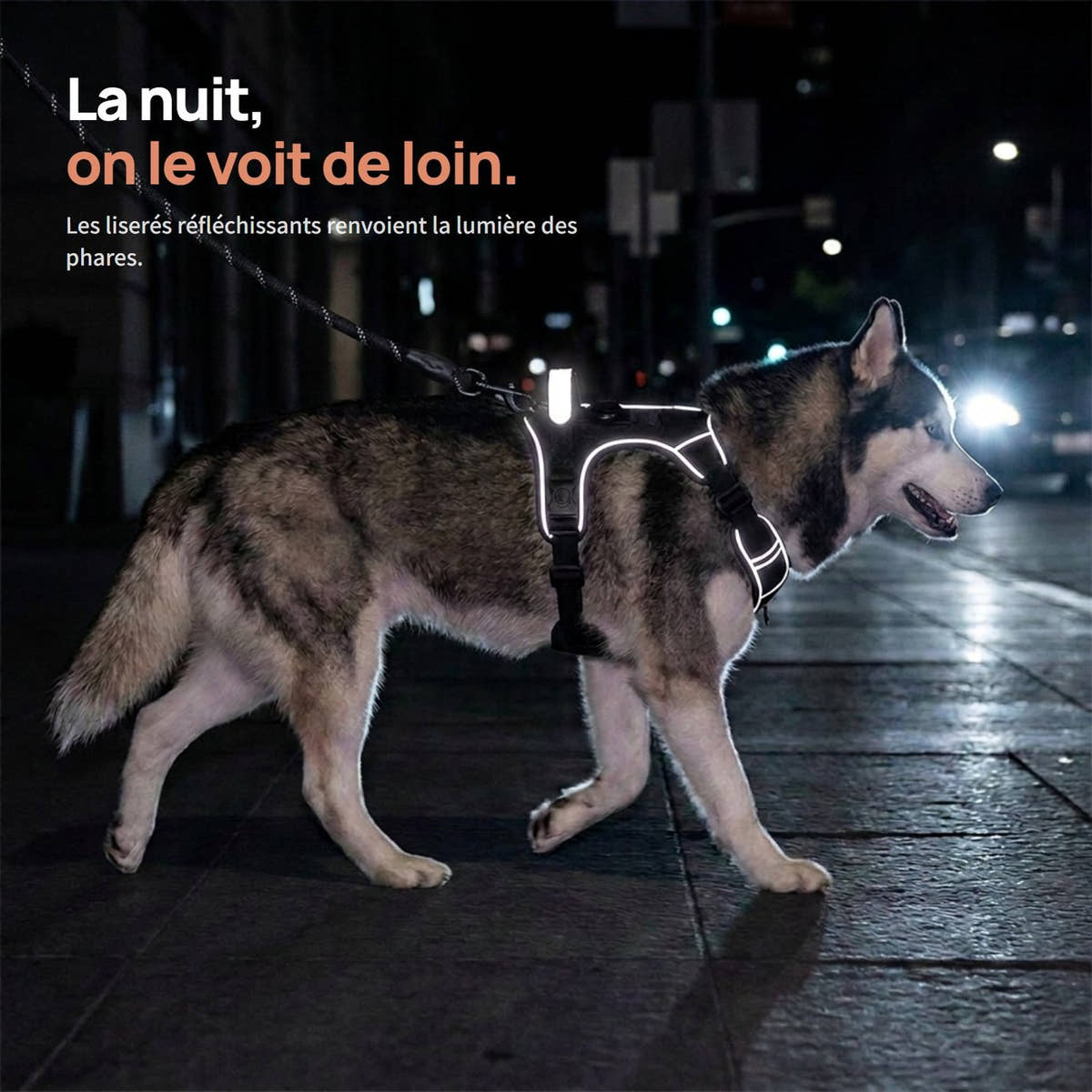 Liserés réfléchissants du harnais Yzavo qui renvoient la lumière des phares la nuit