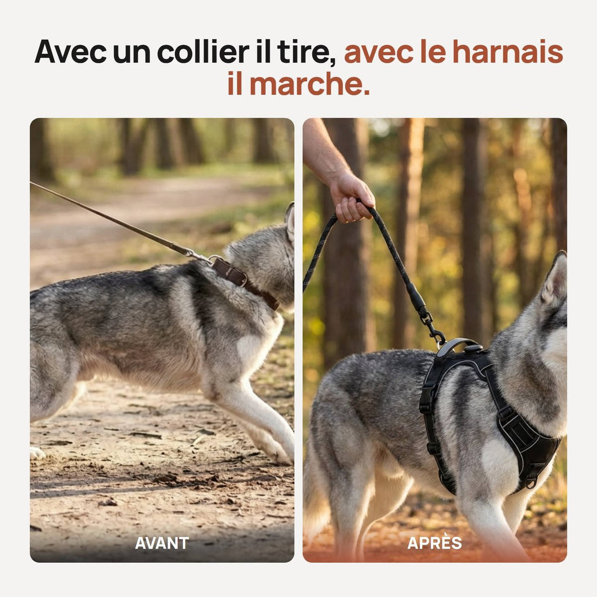 Comparaison entre un chien qui tire au collier et le même chien calme avec le harnais Yzavo