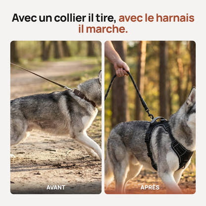 Comparaison entre un chien qui tire au collier et le même chien calme avec le harnais Yzavo