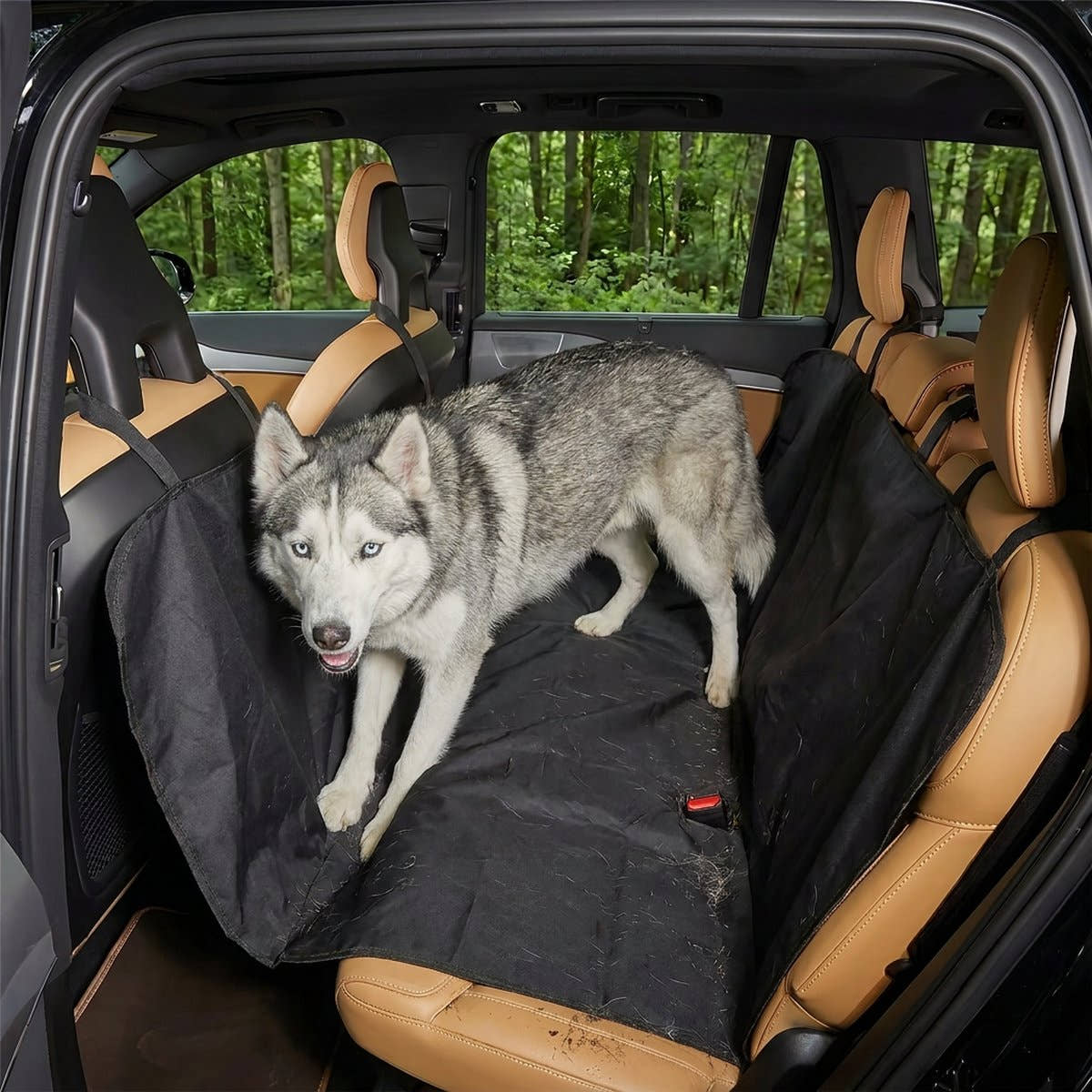 Husky debout sur une simple housse noire froissée, il glisse vers l'espace devant les sièges