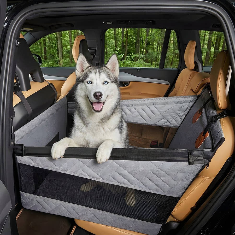 Husky debout dans le panier Yzavo, les pattes avant posées sur le rebord