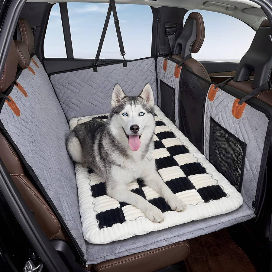 Husky installé sur le tapis Yzavo, la tête levée